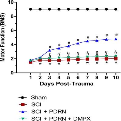 Activation of A2A Receptor by PDRN Reduces Neuronal Damage and Stimulates WNT/β-CATENIN Driven Neurogenesis in Spinal Cord Injury